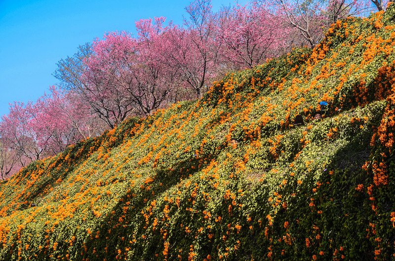 2021 銅鑼炮仗花道 (37)