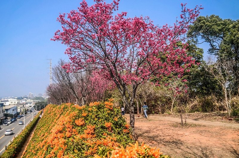 2021 銅鑼炮仗花道 (42)