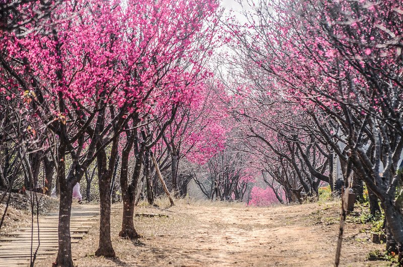 2021 銅鑼炮仗花道 (43)