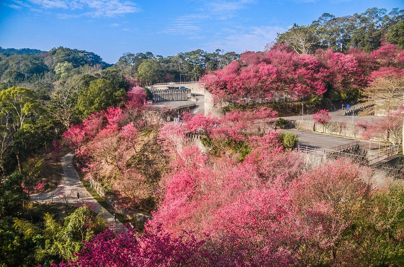 協雲宮(廟前) (49)