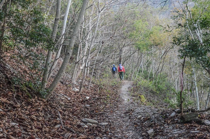 卡社山山坡林道山徑 (20)