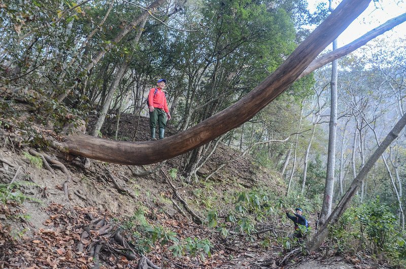 卡社山山坡林道山徑 (30)