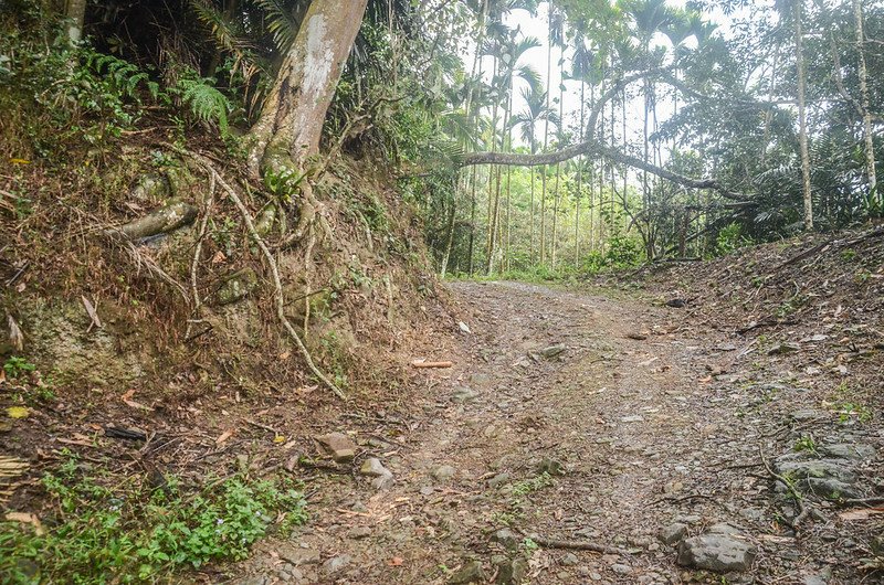 新美東登山產道 (2)