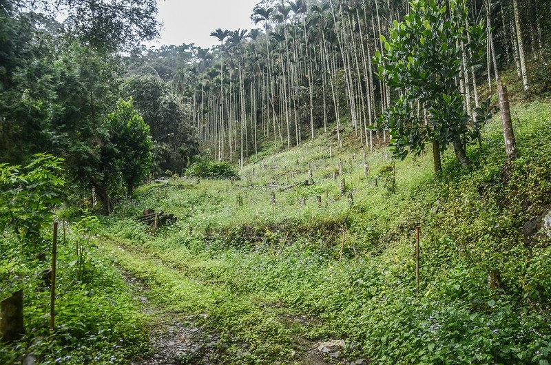 新美東登山產道 (4)