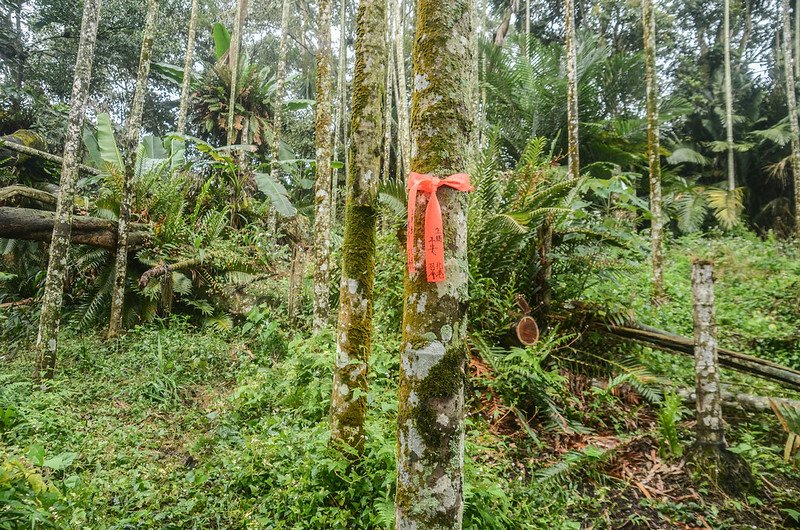 新美東稜尾登山小徑