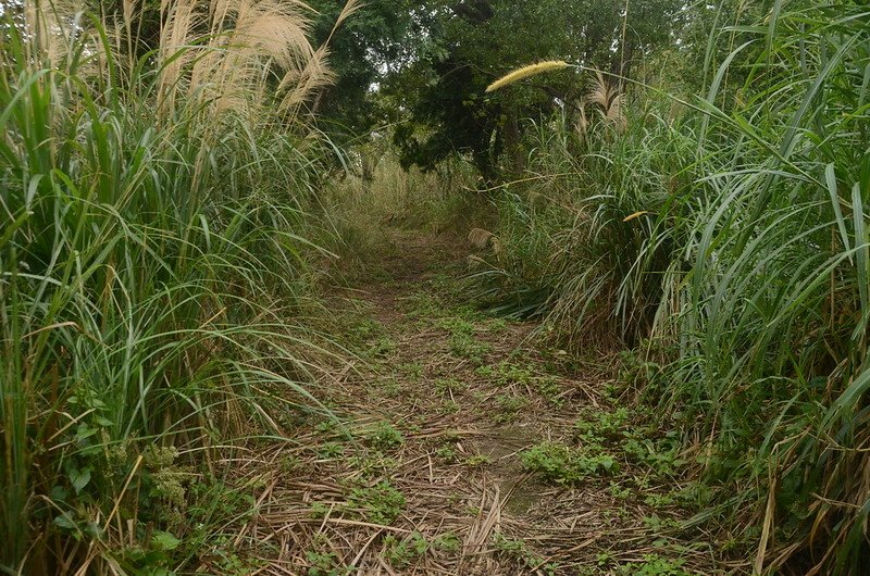 深井山廢產道