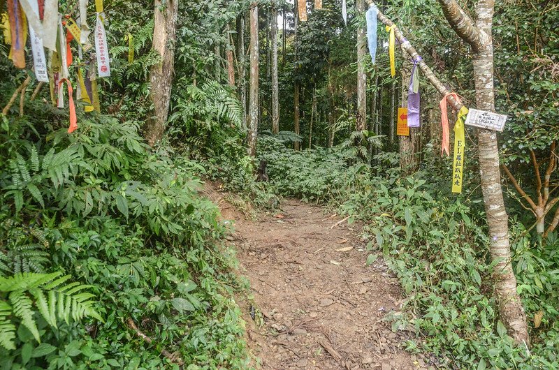 光天高山、向天湖山岔路 1