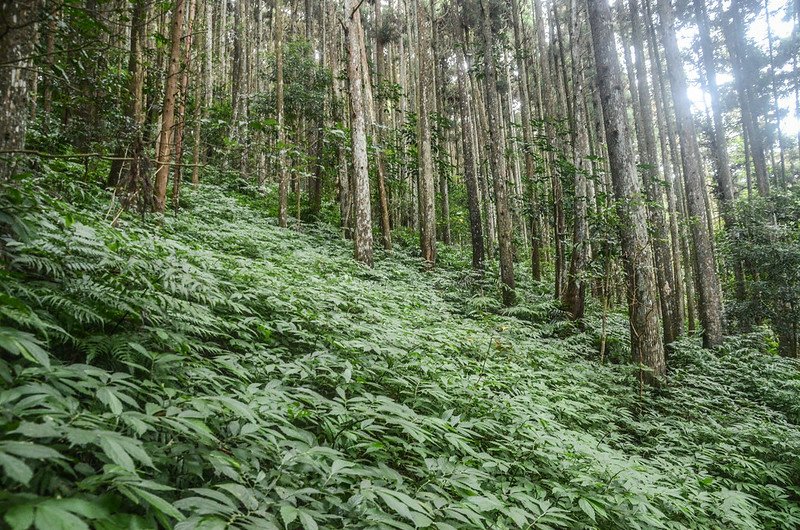 向天湖山登山山徑 (3)