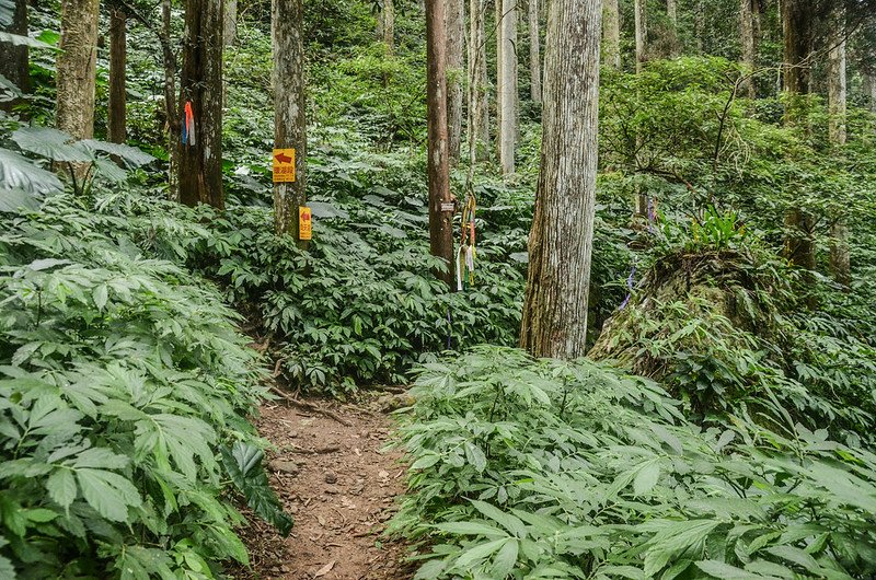 向天湖山、三角湖山(環湖線)岔路