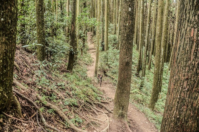 向天湖山登山山徑 (4)