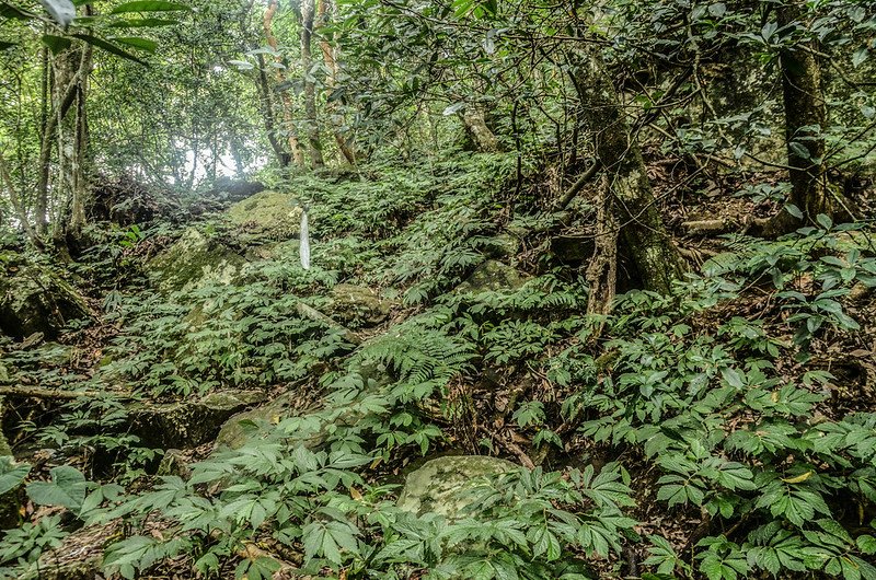 南大龜山亂石陡坡區 (2)