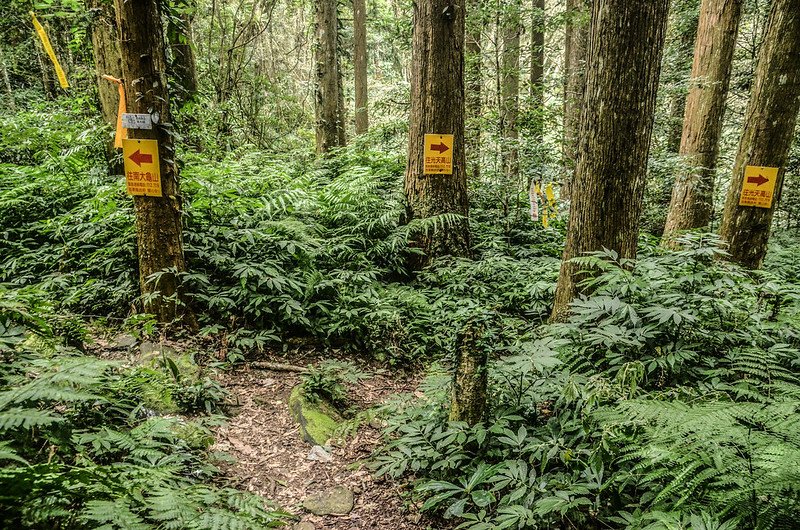 南大龜山 、光天高山岔路