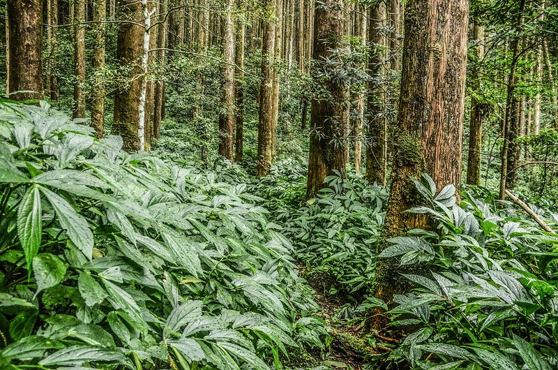 向天湖山與南大龜山間低鞍