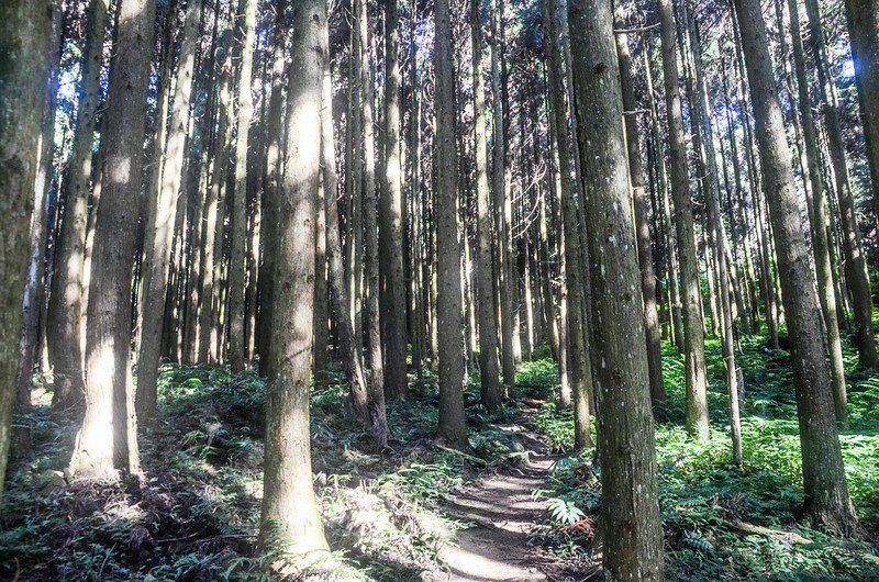 三角湖山杉木林步道 (1)