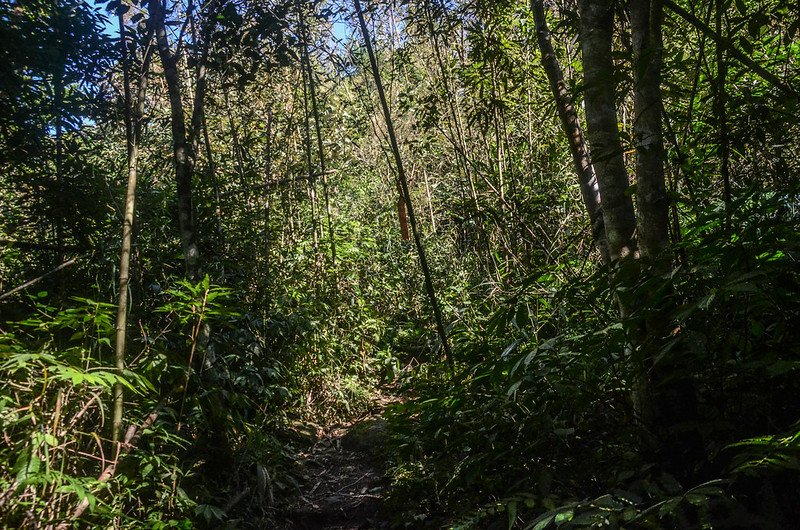 三角湖山竹林小徑