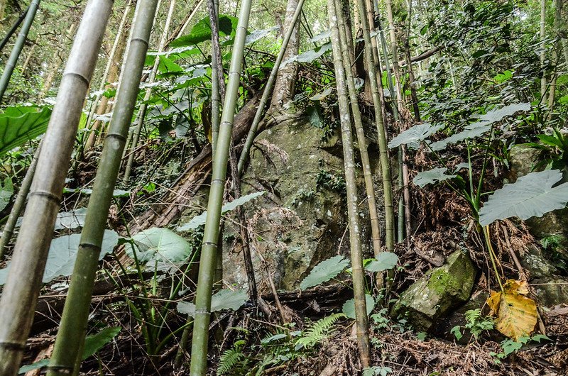 馬那邦山南峰竹林巨石峭壁處