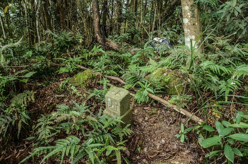 馬那邦山南峰冠字補近(14)山字森林三角點(Elev. 860 m) (2)