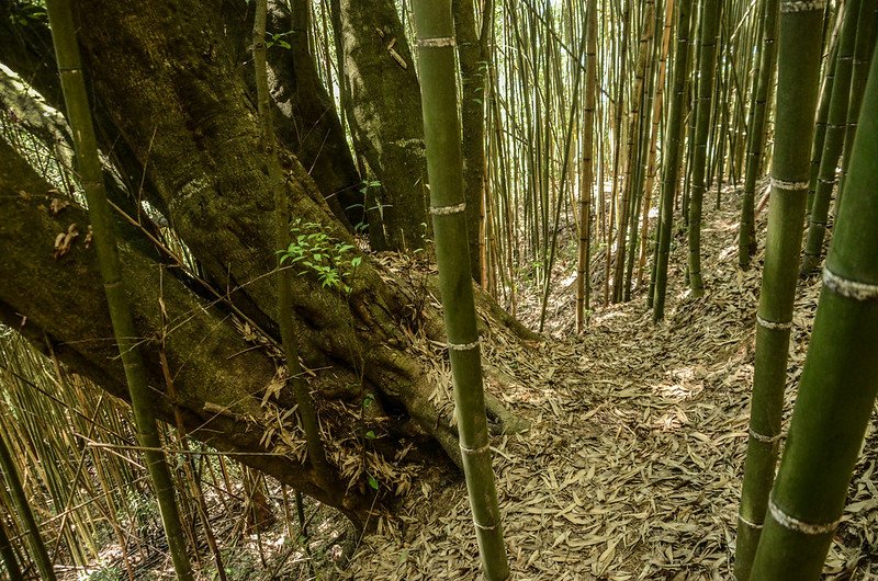 樹頭多枝幹大樹