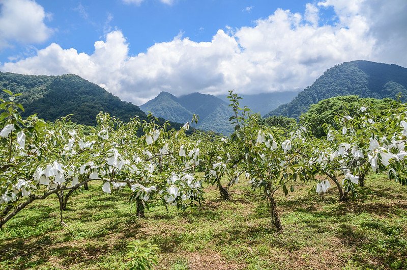 東砂埔鹿山東南眺南橫龍山(L)、上島山(M)