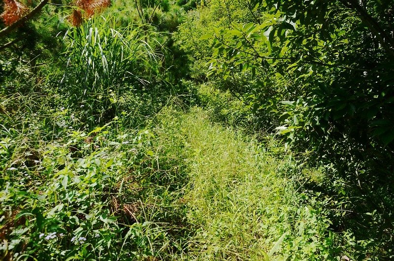 水寨山荒蕪的果園