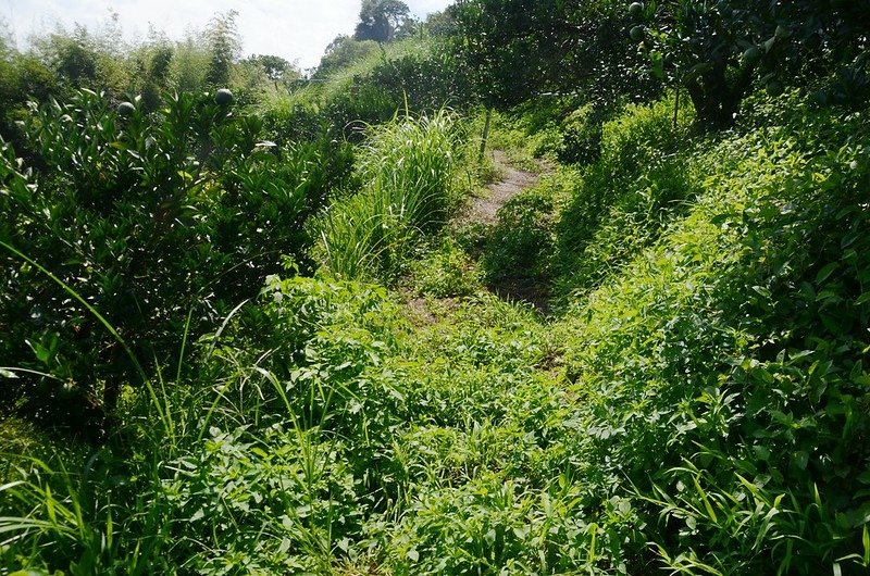 水寨山果園水泥路