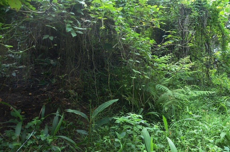 象山岔路荒廢的山徑