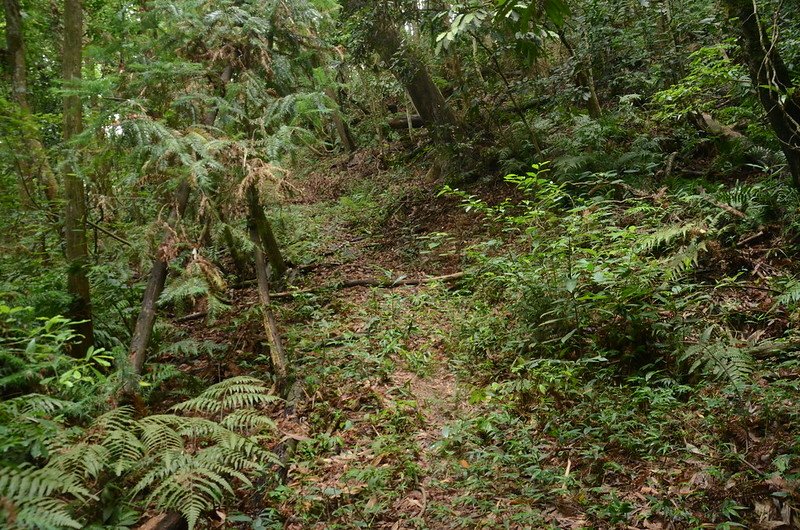 蘇魯山東峰山徑