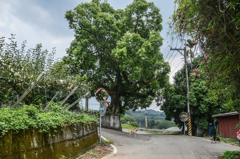 苗圃中心山西峰(中心山)行車岔路