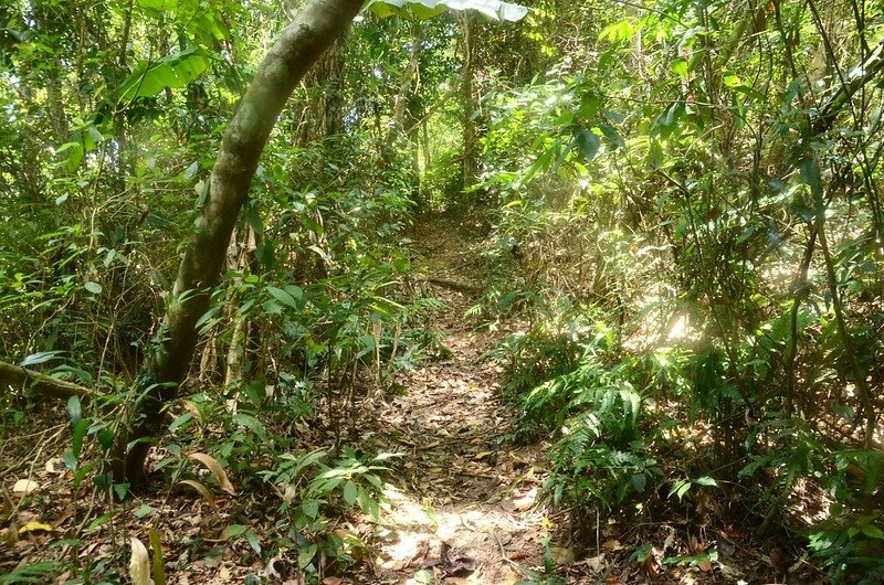 玉女山登山山徑 (3)