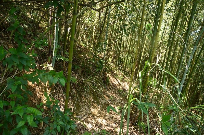 頭寮坑山竹林腰繞段