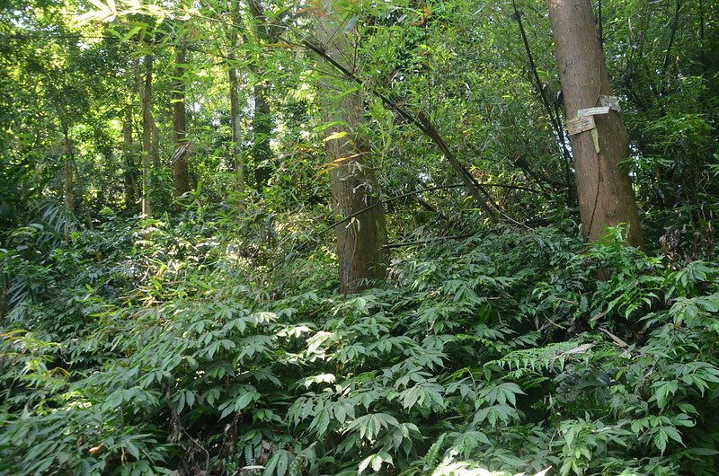 觀音山登山步道稜線段