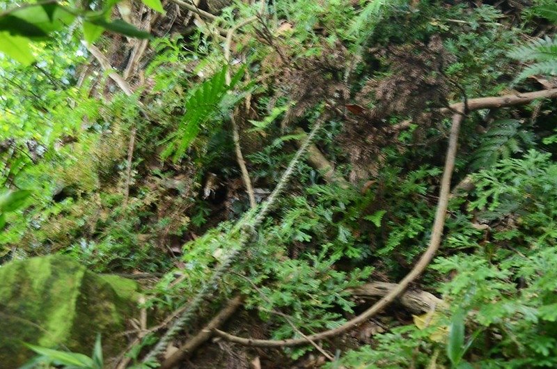 觀音山登山步道稜線拉繩段