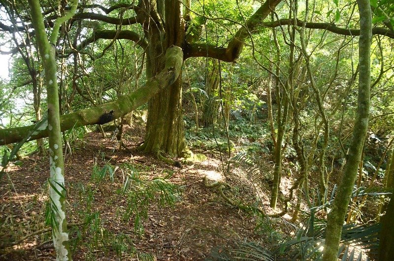 三尖山東北稜鞍部