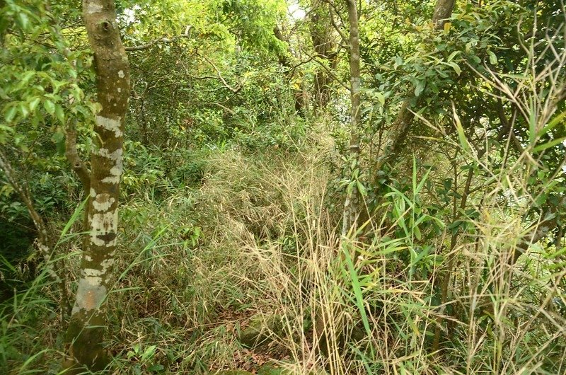 石觀音山山頂稜線箭竹段