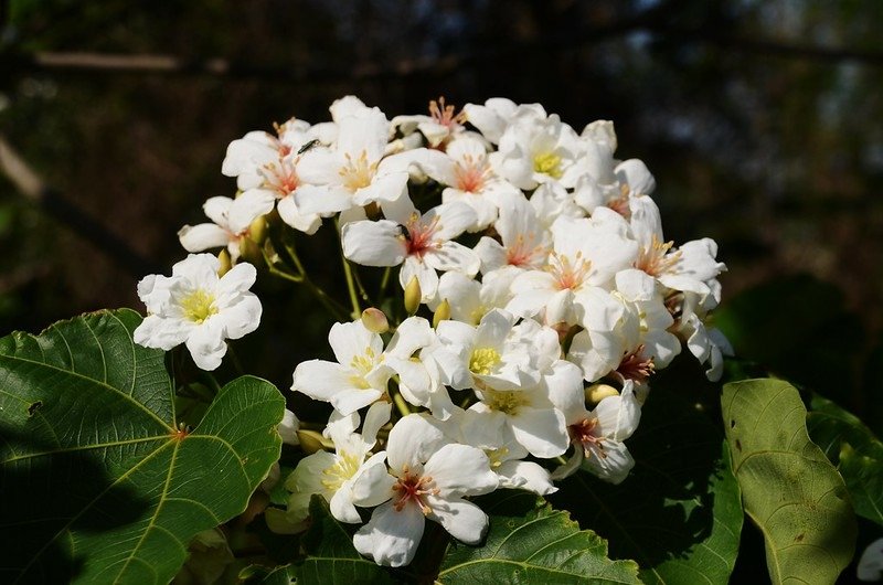 油桐花開 (2)