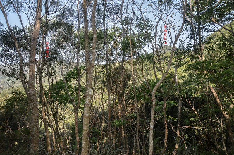 草埔後社產道西北望草埔後山、草埔後社山 (1)-1