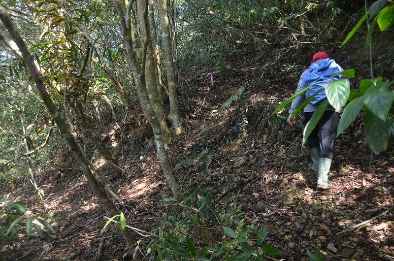 草埔後社山山腰廢產道上切處