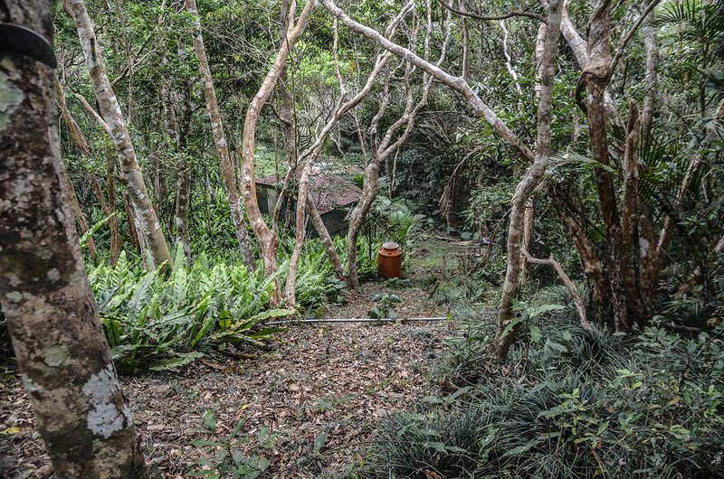 草埔山山蘇園 (2)