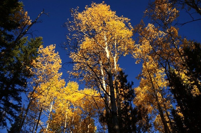 Fall foliage hike at Colorado Trail, Kenosha Pass  (9)