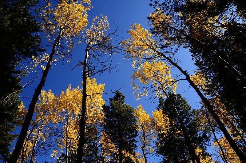 Fall foliage hike at Colorado Trail, Kenosha Pass  (242)