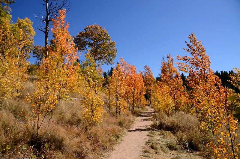 Fall foliage hike at Colorado Trail, Kenosha Pass  (229)