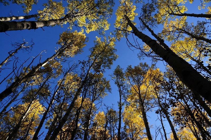 Fall foliage hike at Colorado Trail, Kenosha Pass  (27)