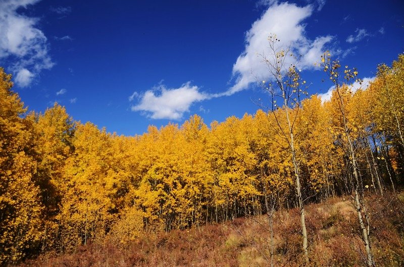 Fall foliage hike at Colorado Trail, Kenosha Pass  (175)