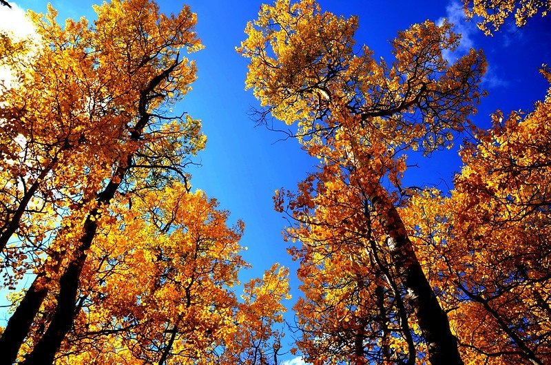 Fall foliage hike at Colorado Trail, Kenosha Pass (2)