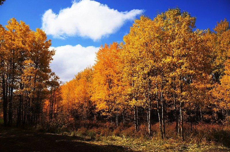 Fall foliage hike at Colorado Trail, Kenosha Pass (3)