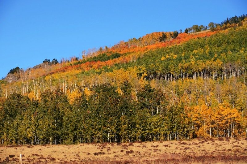 Fall foliage hike at Colorado Trail, Kenosha Pass  (76)