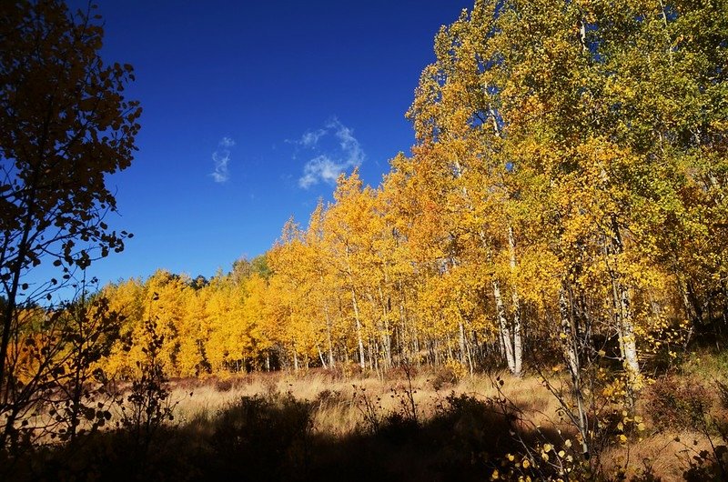 Fall foliage hike at Colorado Trail, Kenosha Pass  (89)