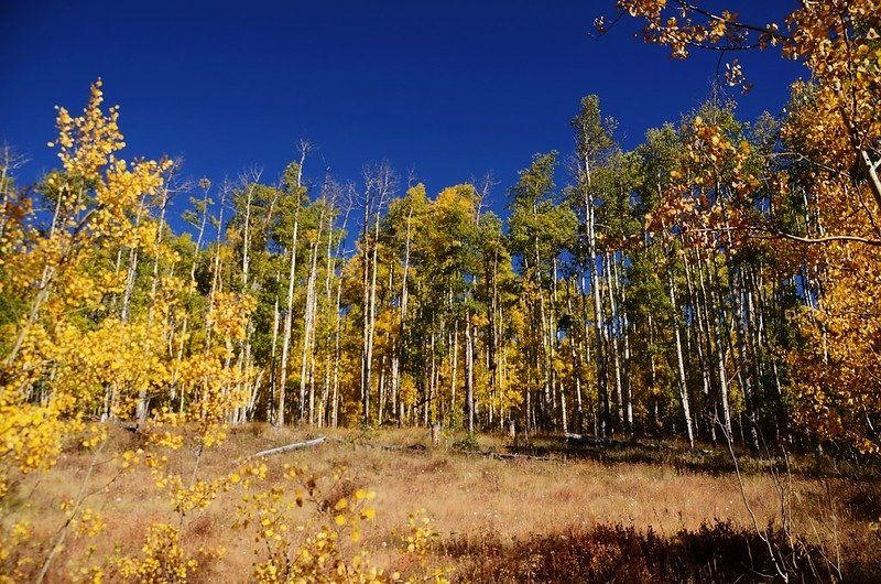 Fall foliage hike at Colorado Trail, Kenosha Pass  (100)