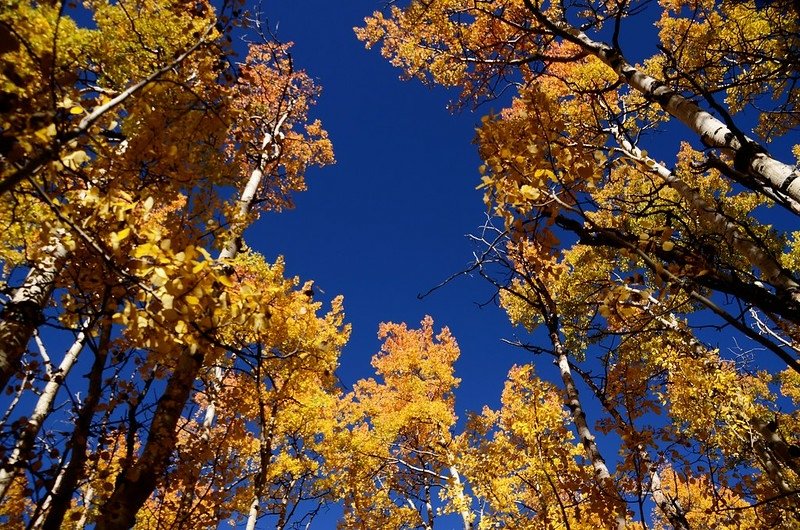 Fall foliage hike at Colorado Trail, Kenosha Pass  (108)