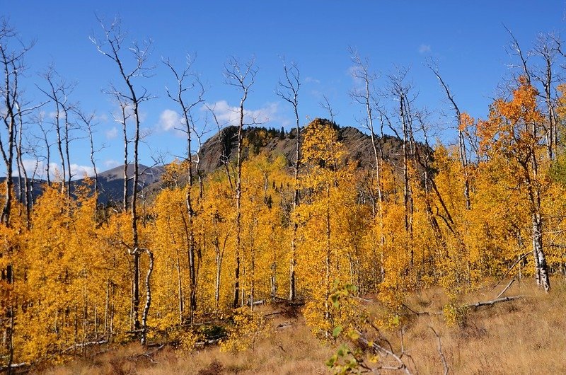 Jefferson Hill, Colorado Trail, Kenosha Pass (29)